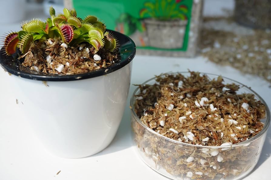 Sphagnum moss with coarse perlite blending – optimal moisture and aeration – Foliages India