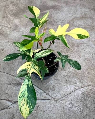 Philodendron Florida Beauty leaf variegation – yellow and green mottled pattern – healthy live plant – Foliages.in