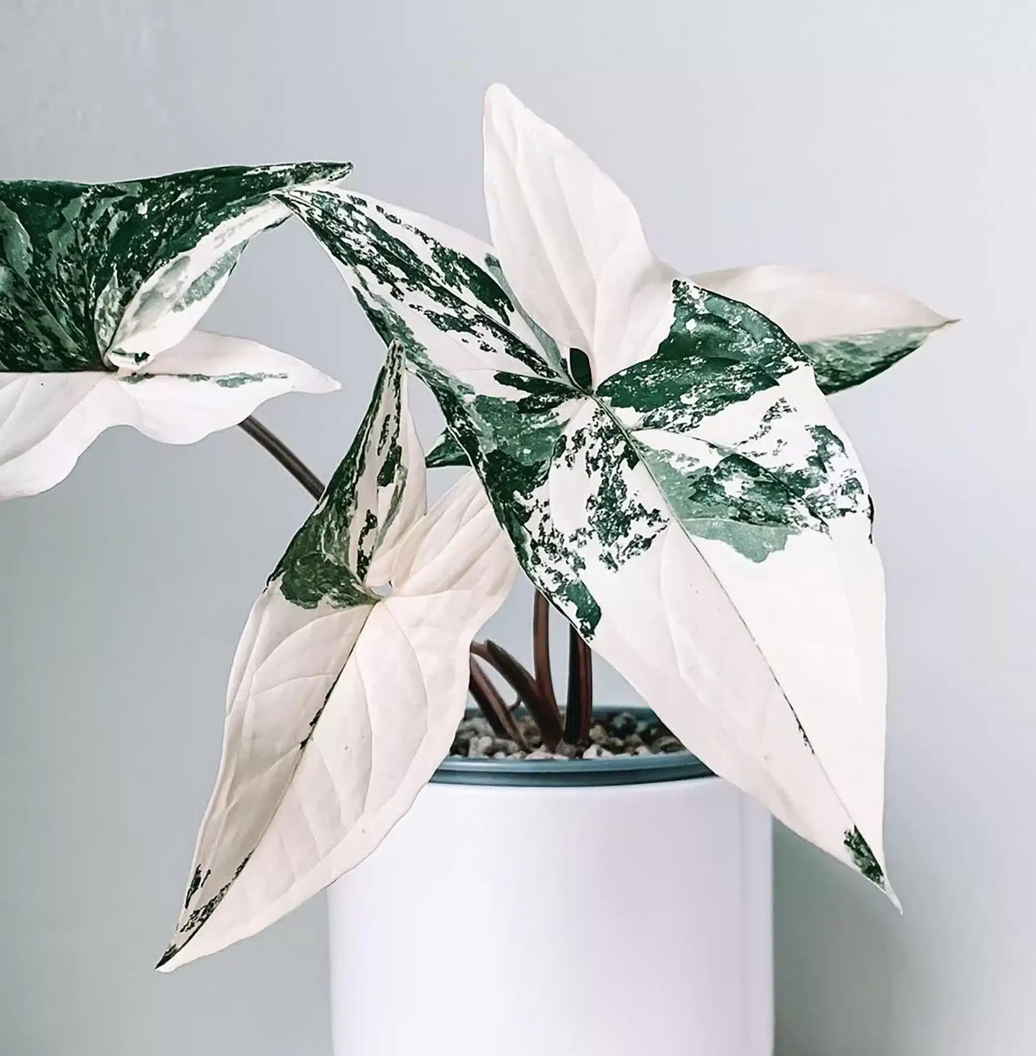 Syngonium Albo variegated- White Live Plant - Potted- Aloevera Greens