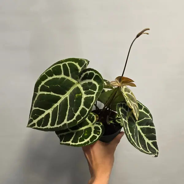 Crystallinum Hybrid - Rare