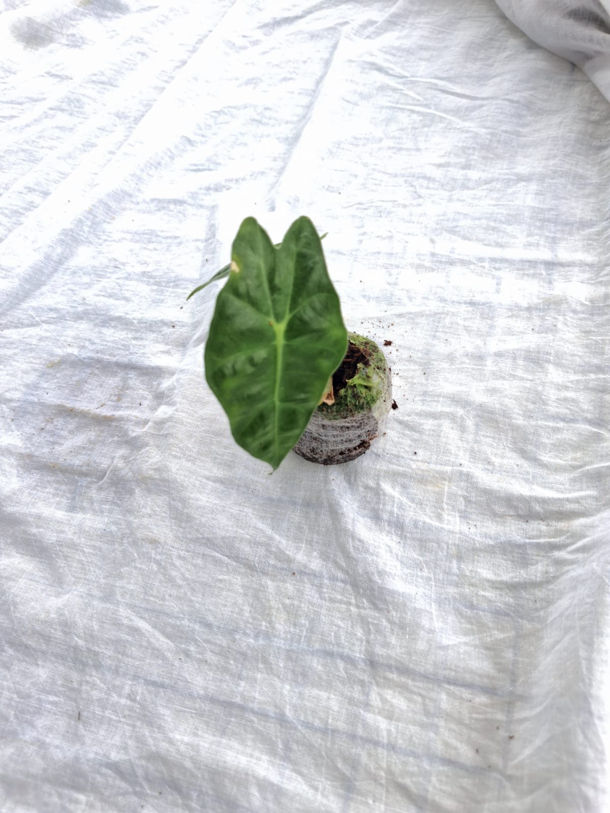 Alocasia Amazonica Polly close up leaf detail – healthy nursery plant – Foliages.in