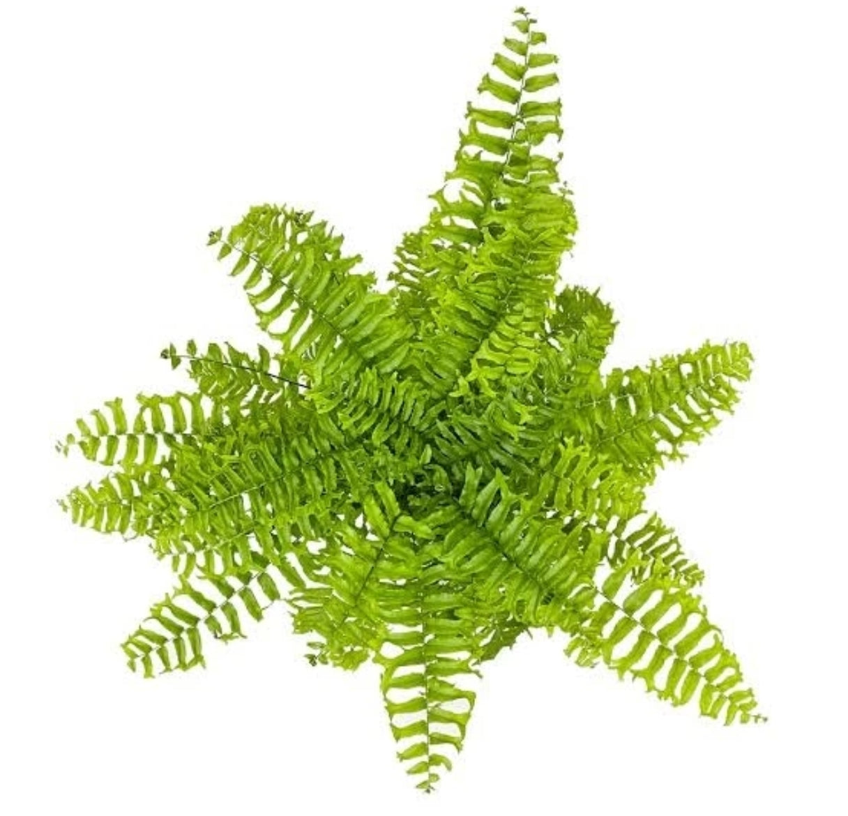 Nephrolepis Falcata Fishtail Fern – Lush green fishtail fern fronds – Jiffy Sized