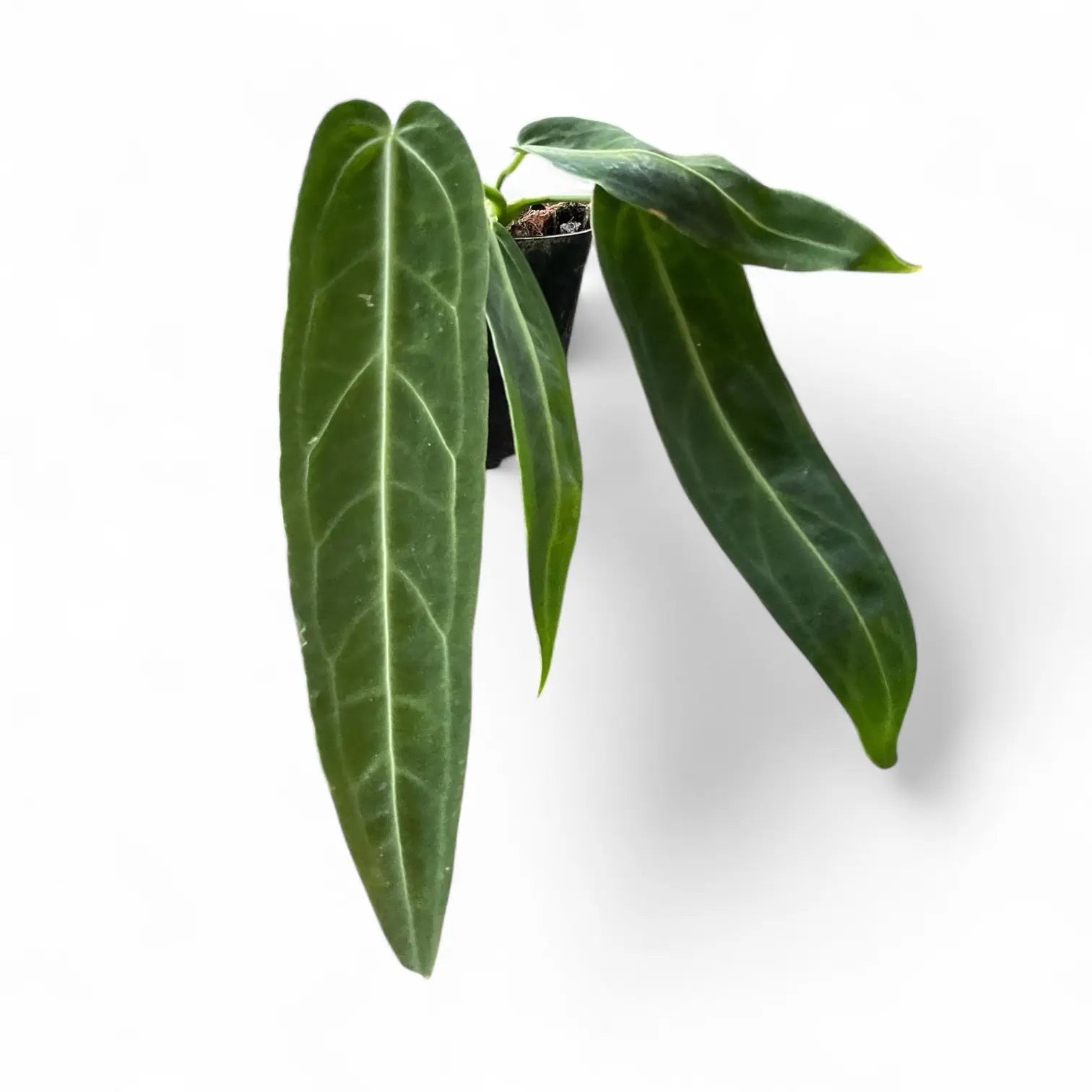 Anthurium Queen / warocqueanum - Rare Anthurium- Live plant- Aloevera Greens
