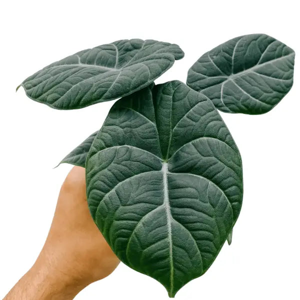 Alocasia Maharani compact potted jewel alocasia – rare collector houseplant – ships pan-India