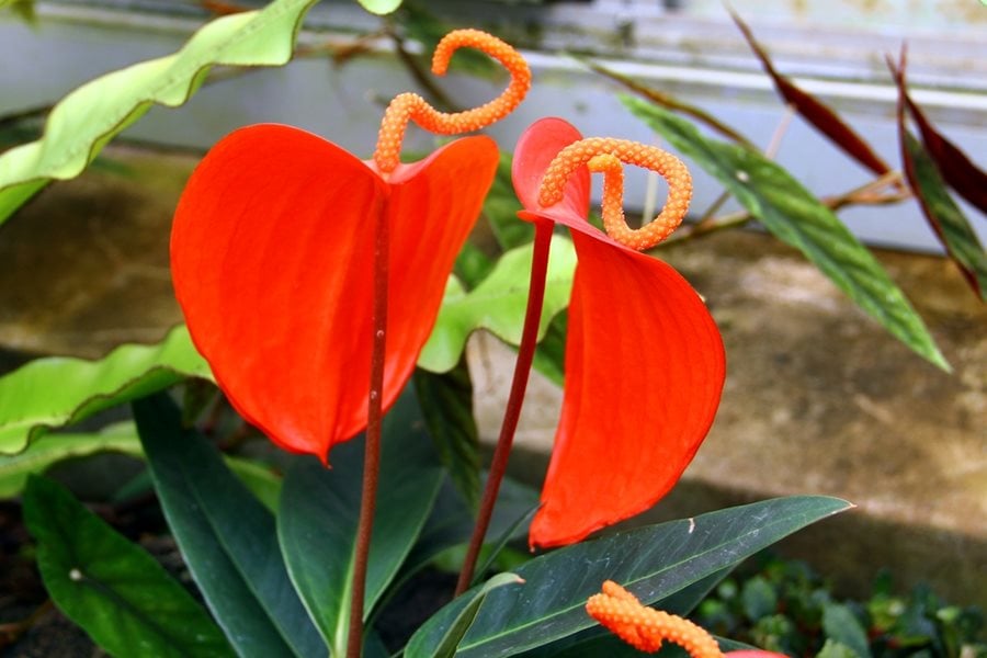Anthurium Pig Tail potted indoor specimen – careful pan-India shipping – Foliages.in