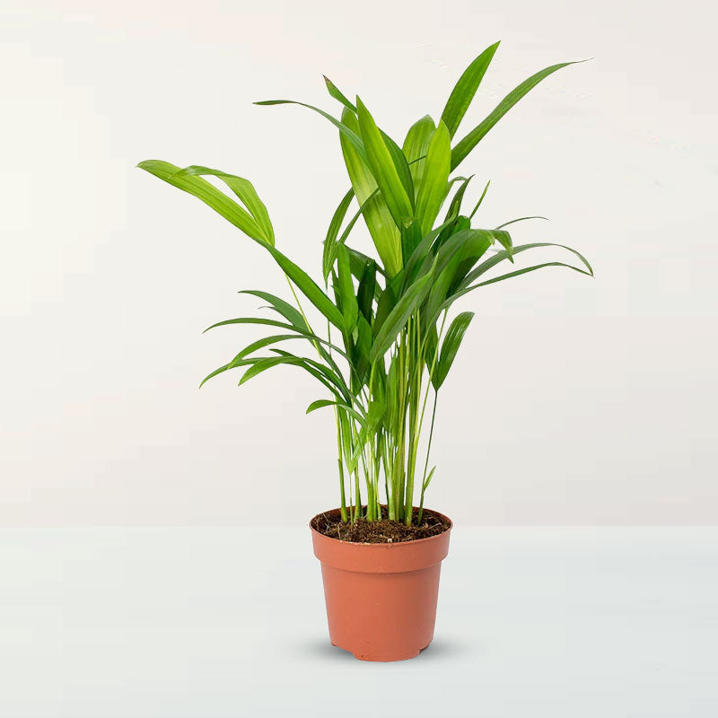 Lush Areca Palm leaves close-up – Tropical Paradise Air Purifier variegated foliage – buy online India
