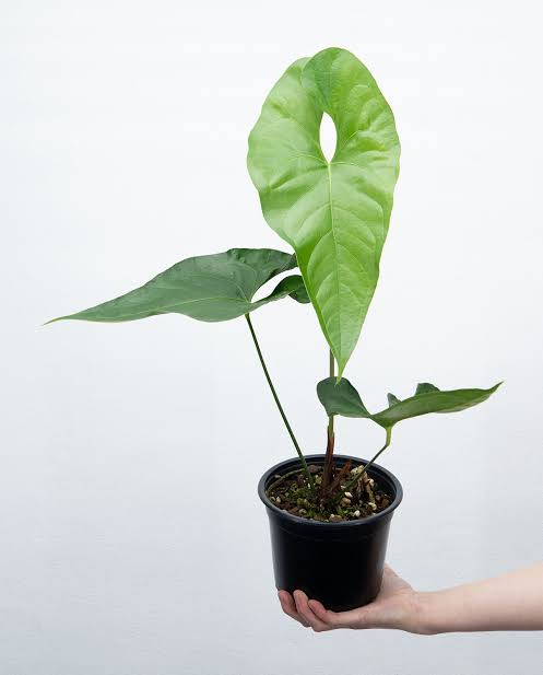 Anthurium Watermaliense close up leaf detail – healthy nursery plant – Foliages.in