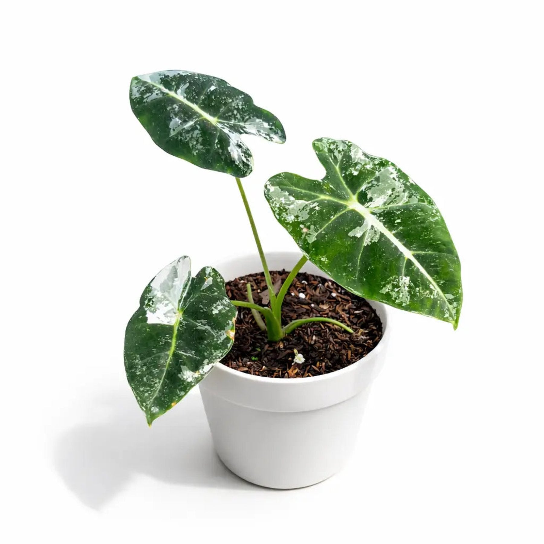 Alocasia Frydek Variegated close up leaf detail – healthy nursery plant – Foliages.in