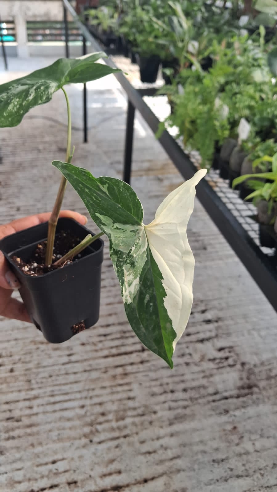 Syngonium Albo variegated- White Live Plant - Potted- Aloevera Greens