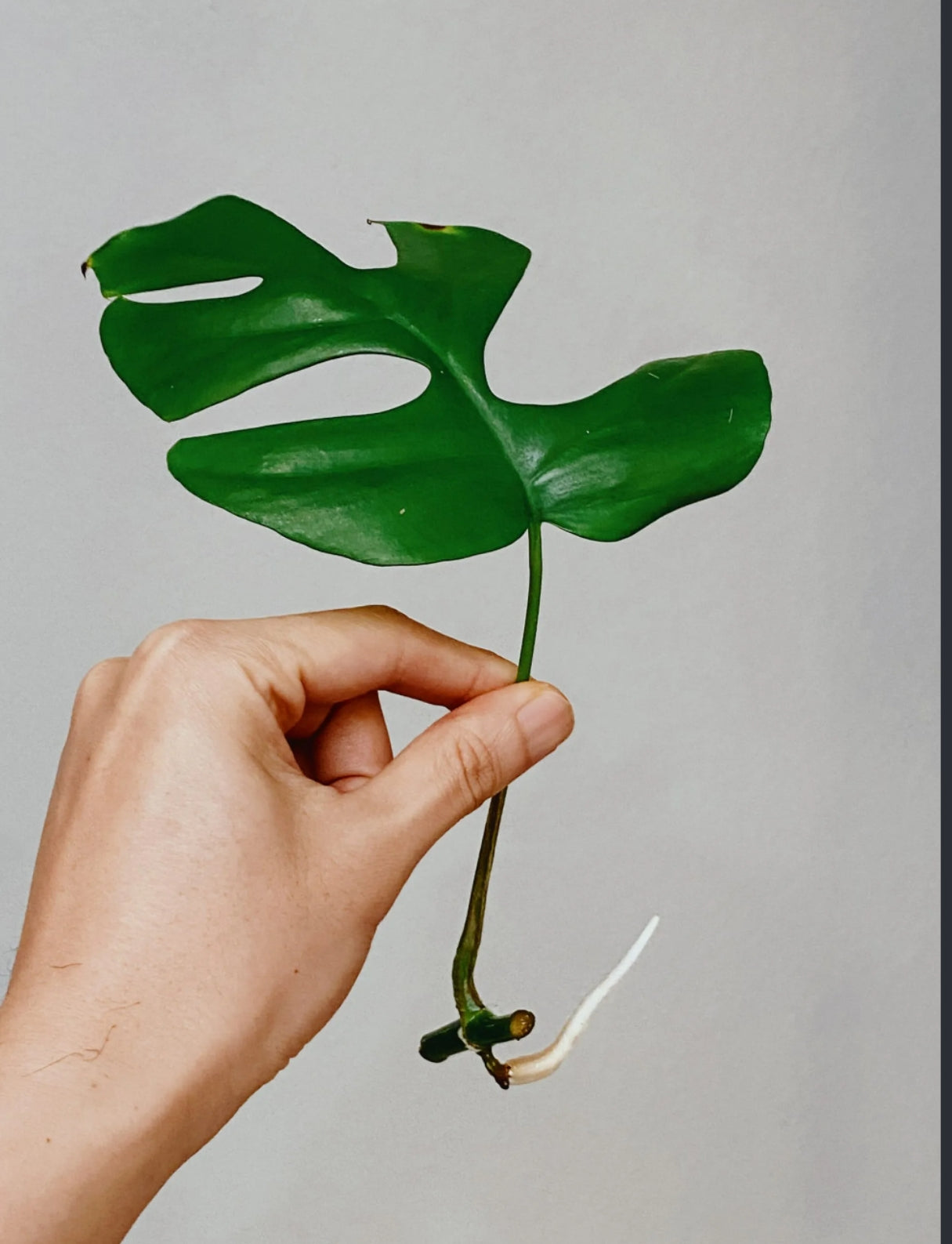 Rhaphidophora Pertusa node cutting – viable aerial root node for propagation – rare tropical aroid – Foliages.in