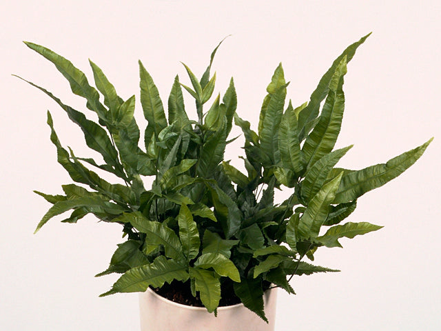 Pteris Cretica 'Parkeri' Fern – Delicate variegated fern fronds – Foliages India