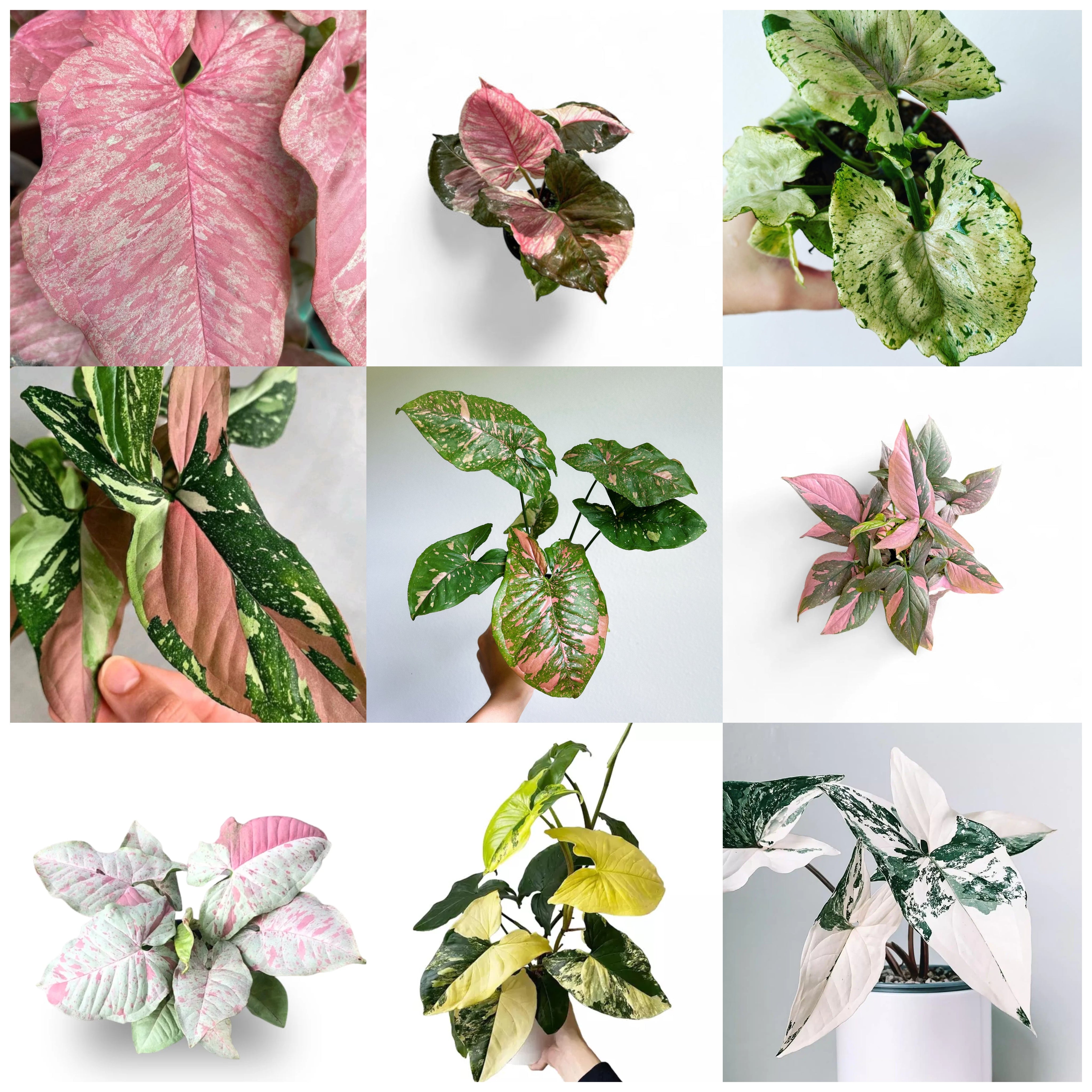 Syngonium rare 9-variety live plant combo collection – Plant Doctor – Foliages India