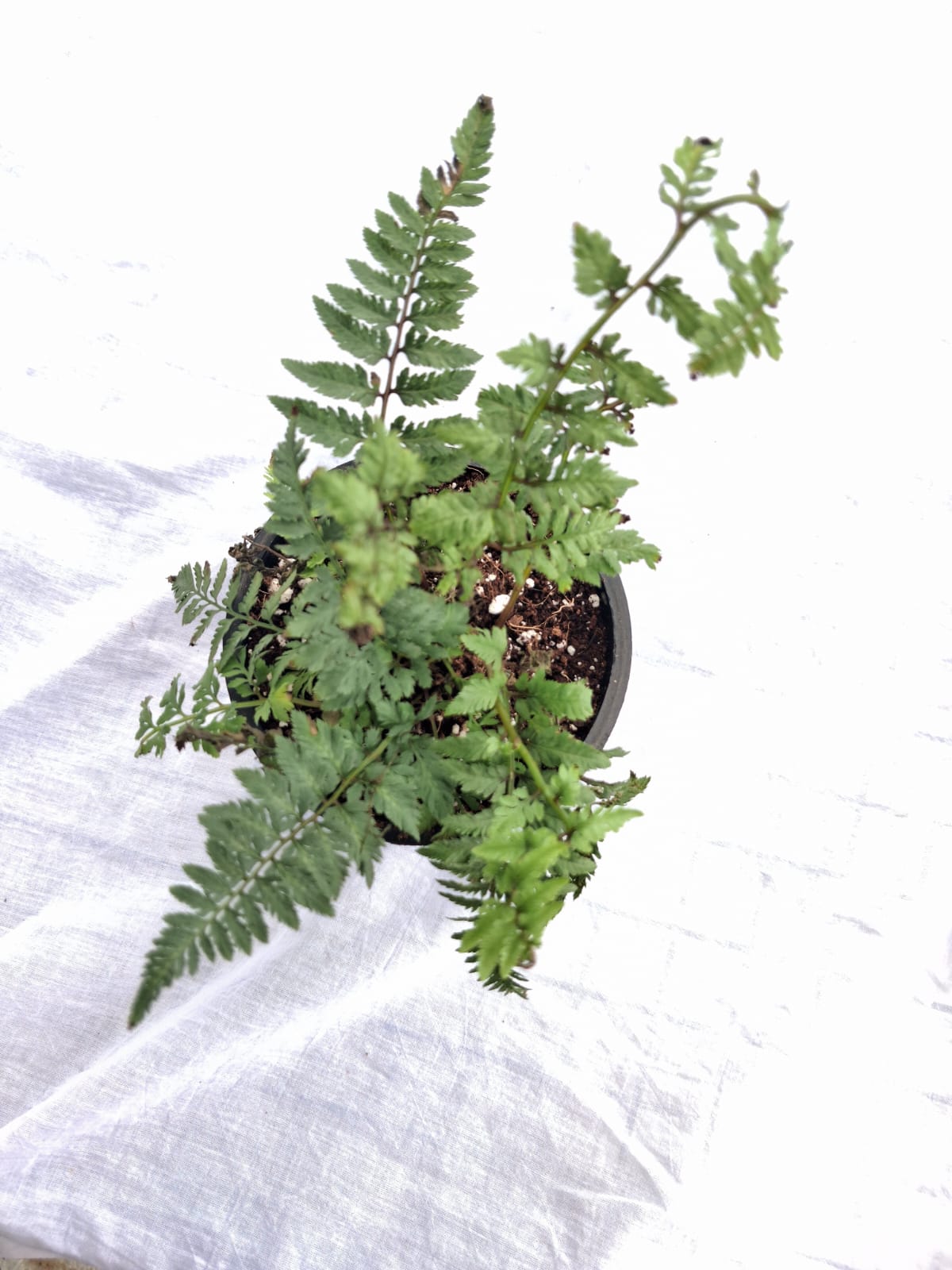 Japanese Painted Fern close up leaf detail – healthy nursery plant – Foliages.in