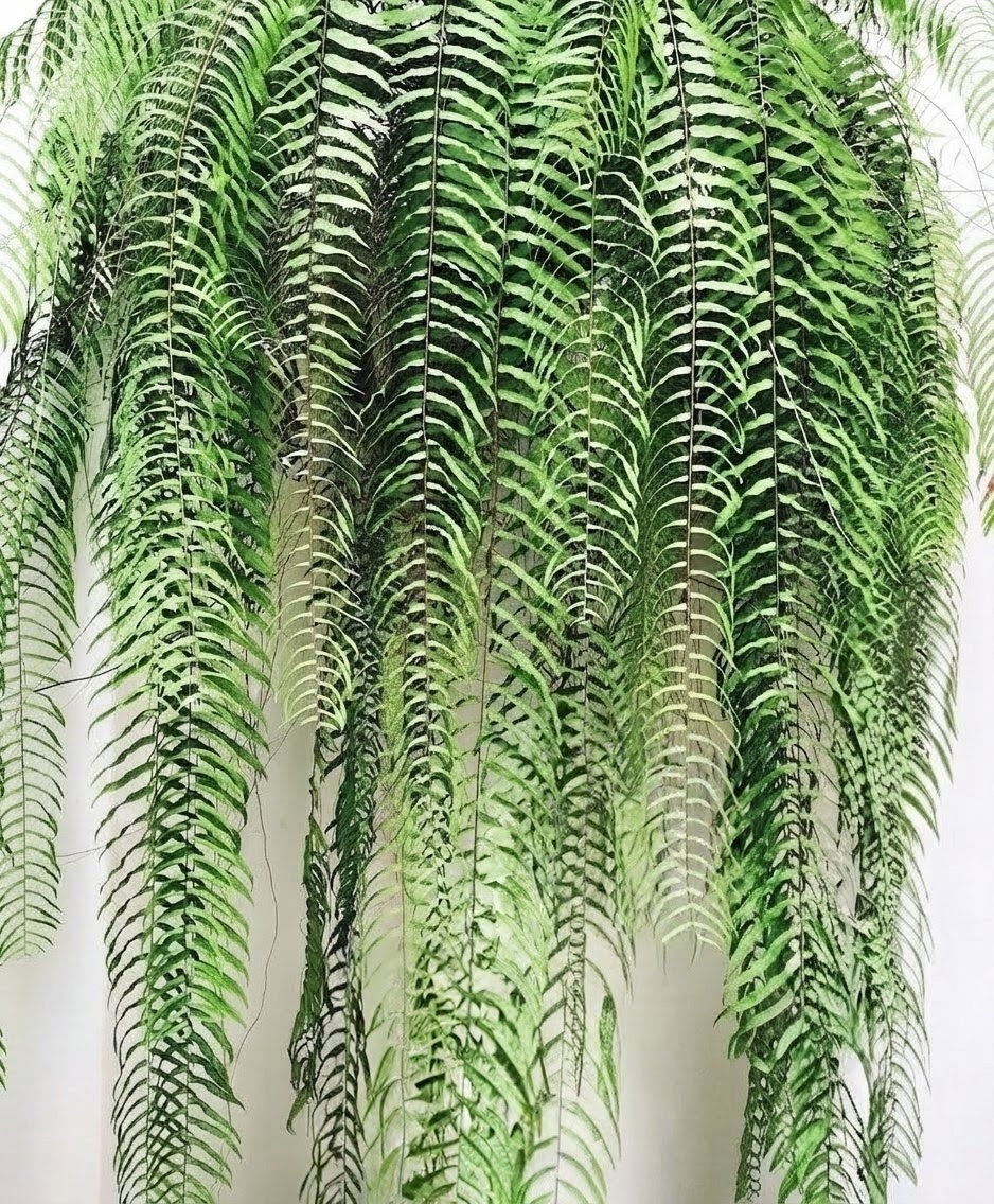Lacy Pine Fern healthy live foliage plant – Foliages India