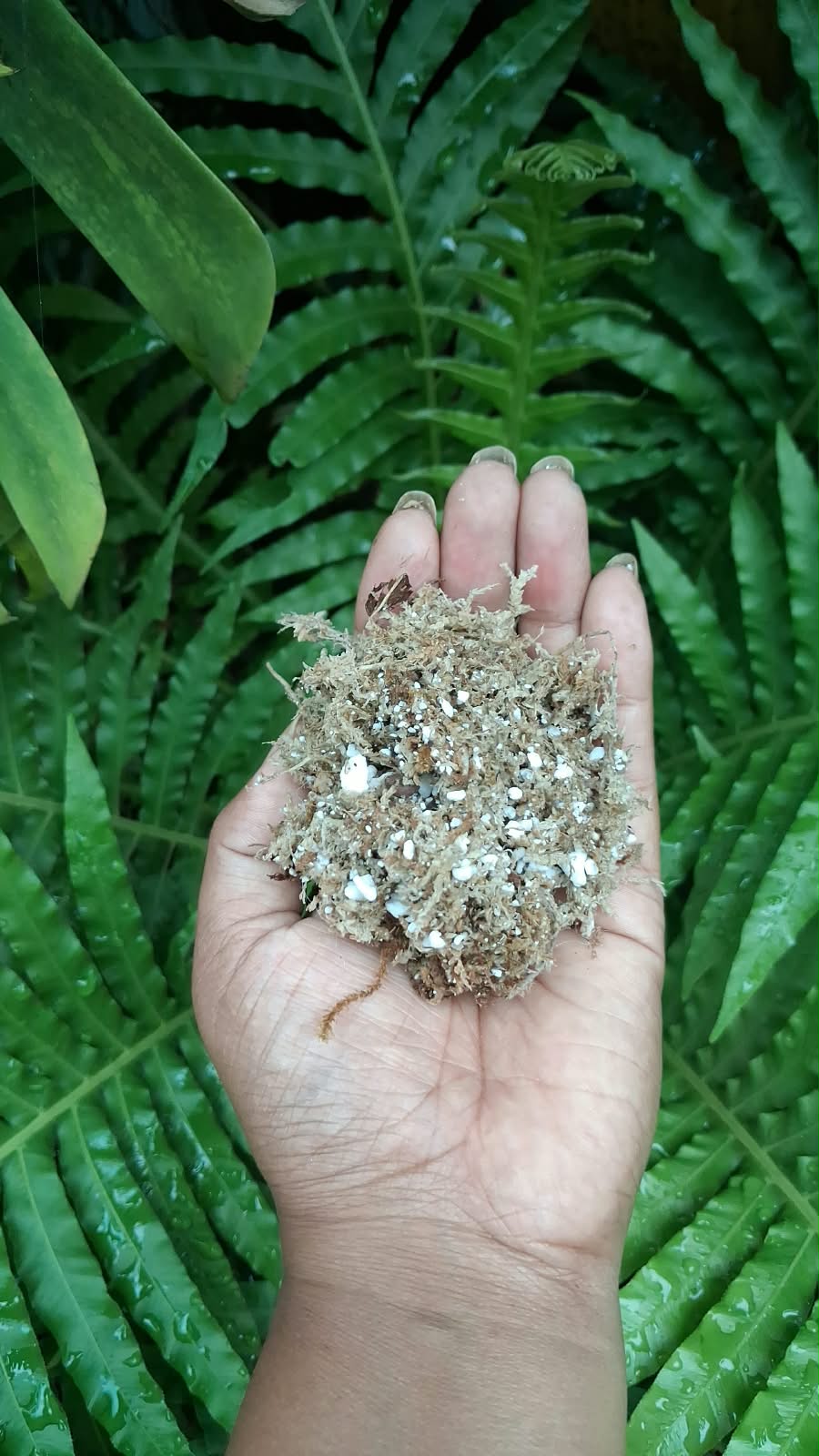 Airy lightweight sphagnum moss perlite substrate texture for indoor plant roots – Foliages.in
