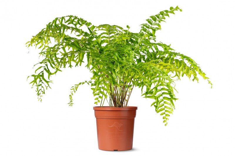 Nephrolepis Falcata Fishtail Fern close up leaf detail – healthy nursery plant – Foliages.in