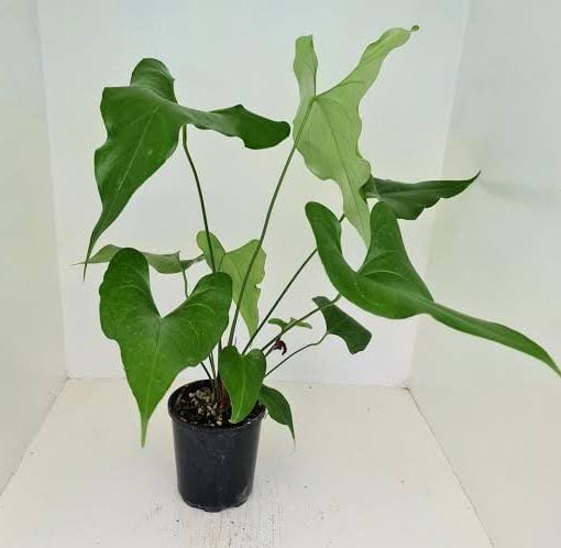 Anthurium Watermaliense – Anthurium watermaliense jiffy sized plant with unique, dark green foliage – Jiffy Sized