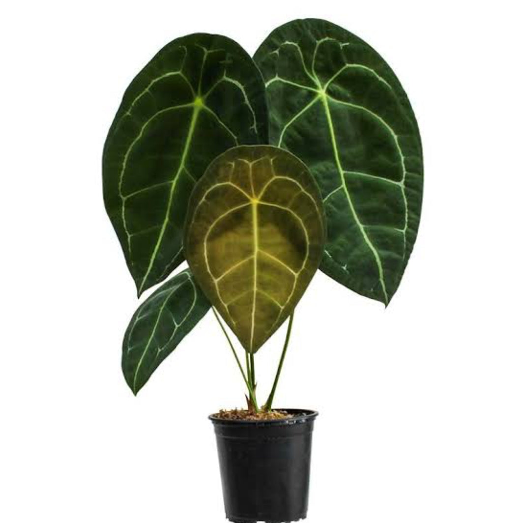 Anthurium Forgetti - Rare live plant-Good size- Aloevera Greens
