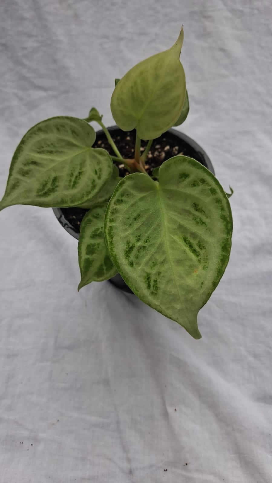 Anthurium Dorayaki Super Silver close up leaf detail – healthy nursery plant – Foliages.in