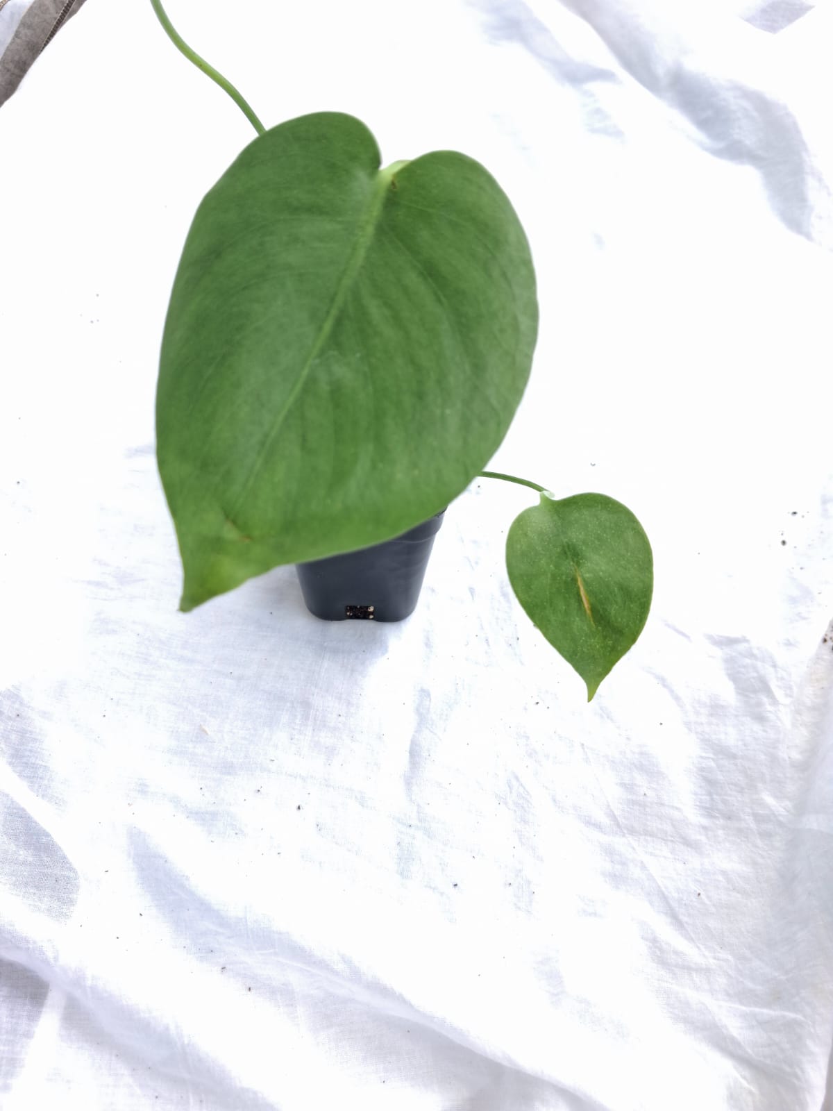 Monstera Deliciosa close up leaf detail – healthy nursery plant – Foliages.in