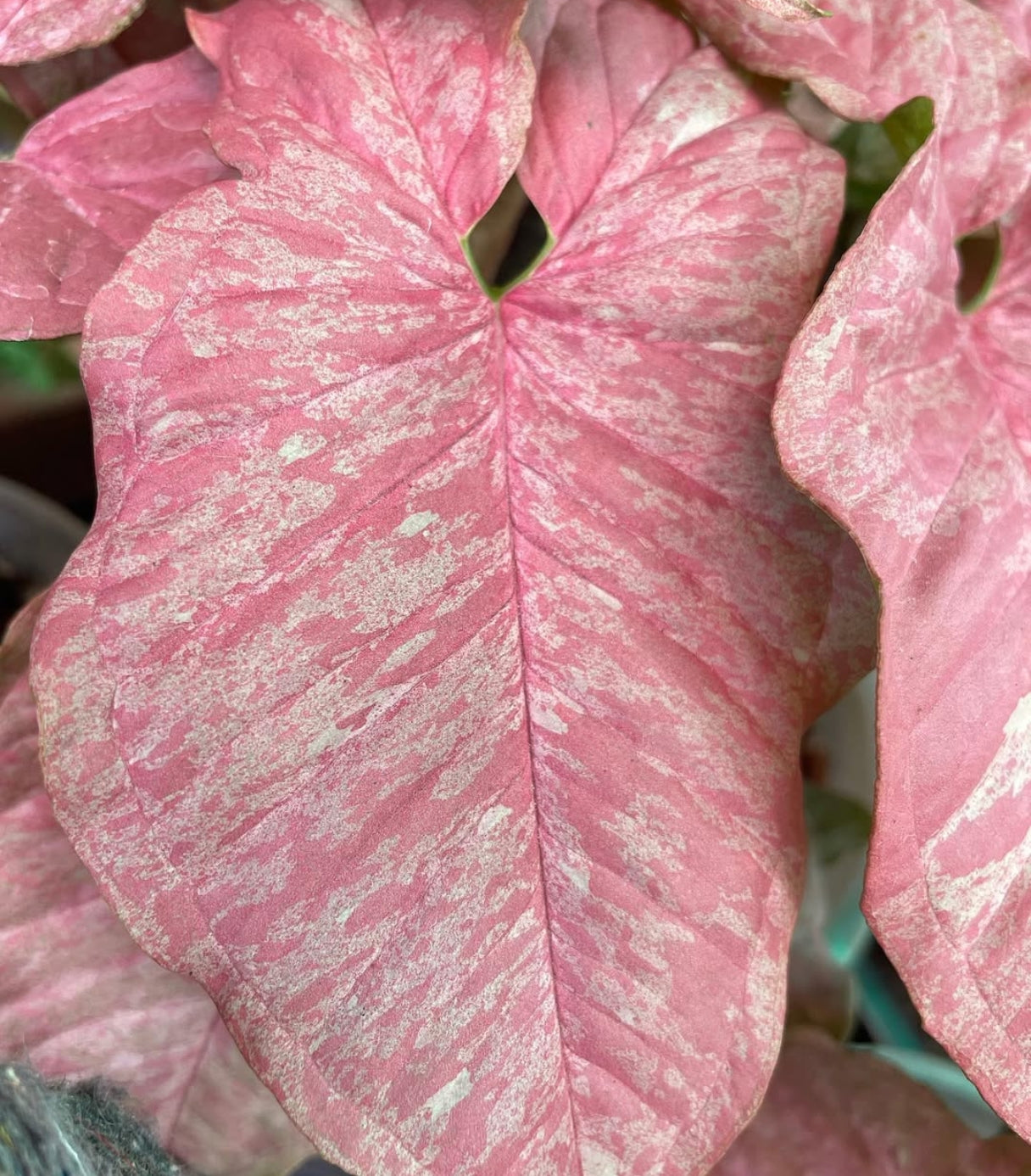 Syngonium Pink Splash variegated leaf specimen – healthy nursery plant – Foliages India