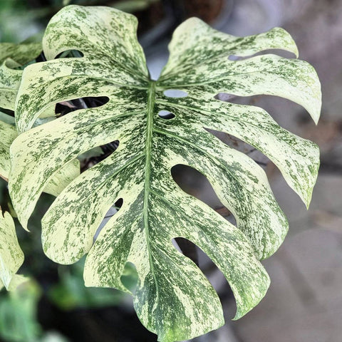 Monstera Deliciosa – Monstera deliciosa – White Monster Variegated – 6-inch Nursery Pot – Foliages India
