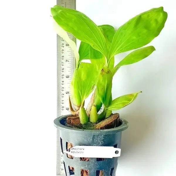 Ceologyn Patchastachya