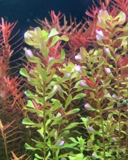 Rotala macrandra Bangladesh (large pot)