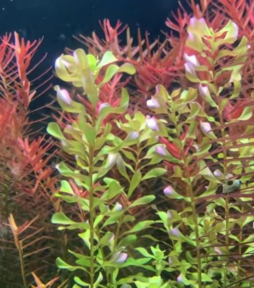 Rotala macrandra Bangladesh (large pot)