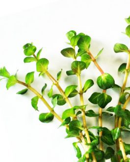 Rotala Indica (6 stems)