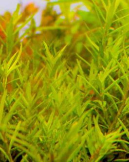 Rotala sp Spikey (6 stems)