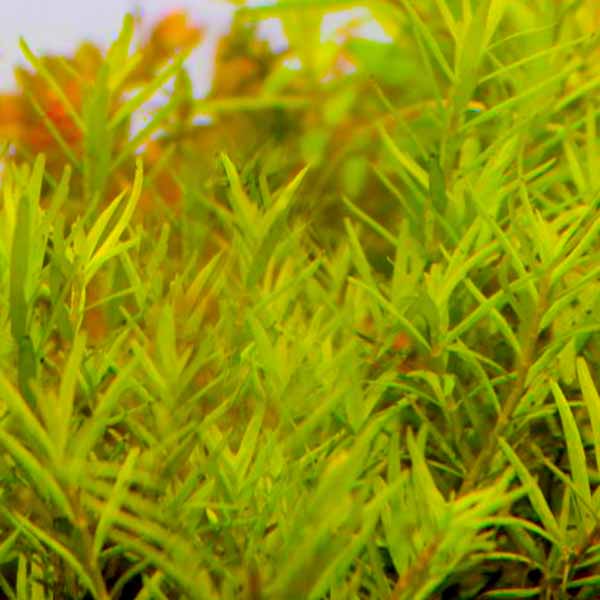 Rotala sp Spikey (large pot)