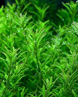 Rotala sp Wayanad (6 stems)