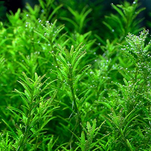 Rotala sp Wayanad (large pot)