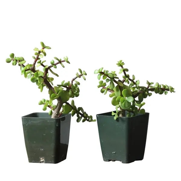 Jade Plant