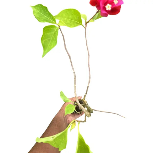 Bougainvillea Royal Dolphin