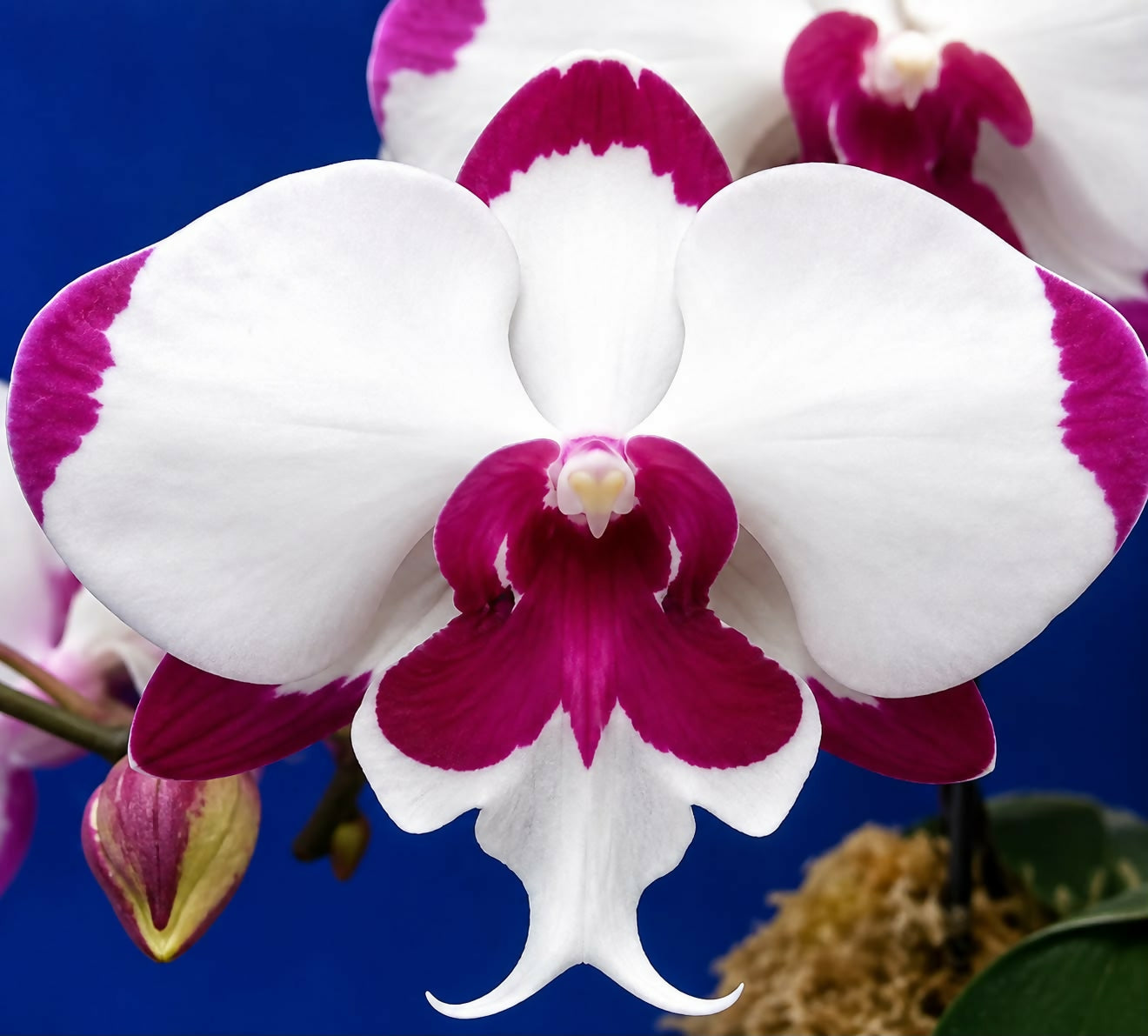 Phalaenopsis-2180491