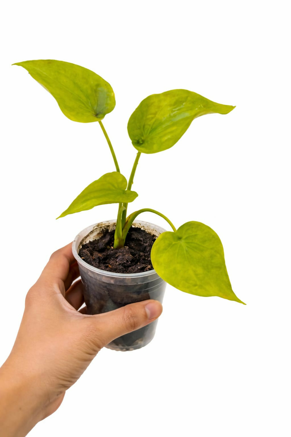 Alocasia Cucullata Golden