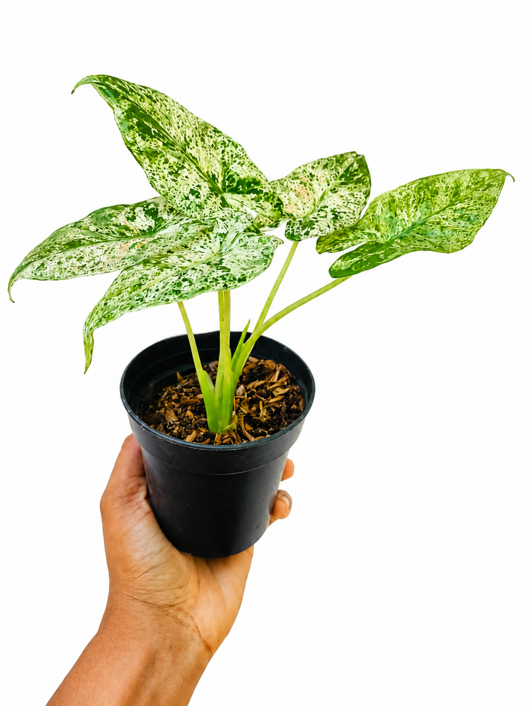 Alocasia Macrorrhiza Camouflage