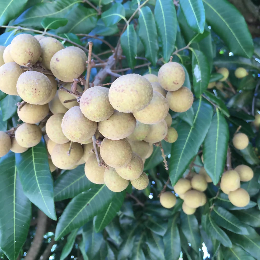 White Longan Live Plant (Dimocarpus longan)