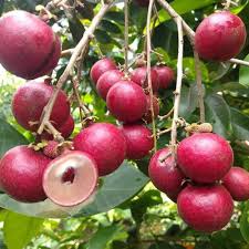 Ruby Longan Fruit Plant - Live Tree - Fruit