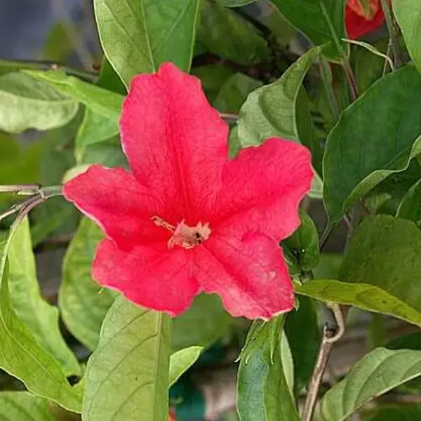 Red Ruellia,Ruellia Affinis,Ruellia Elegans