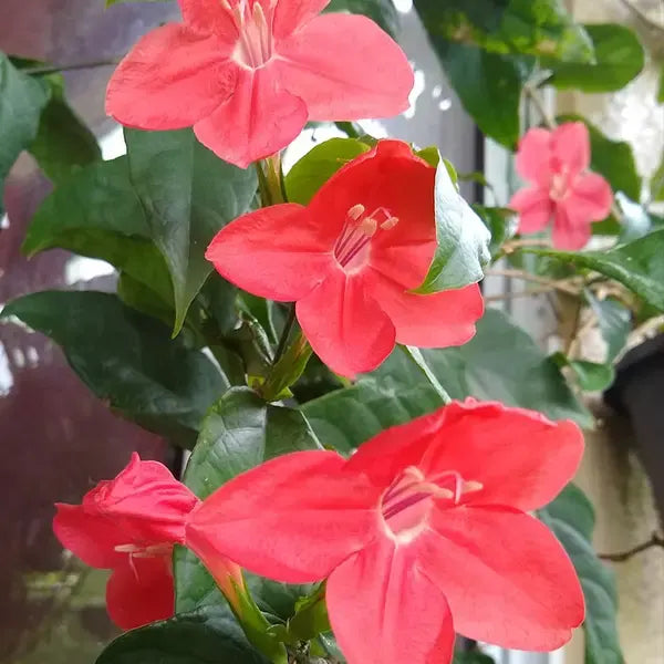 Red Ruellia,Ruellia Affinis,Ruellia Elegans
