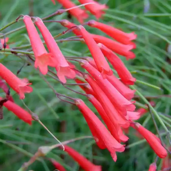 Russelia Plant, Firecracker Plant