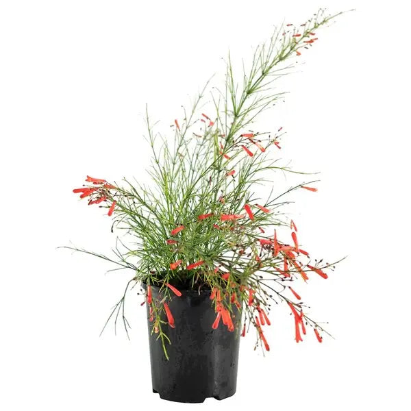 Russelia Plant, Firecracker Plant