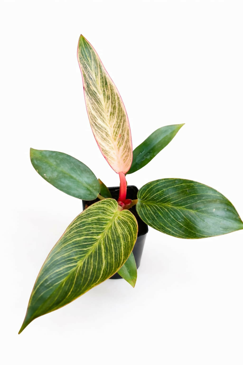 Philodendron Birkin Pink