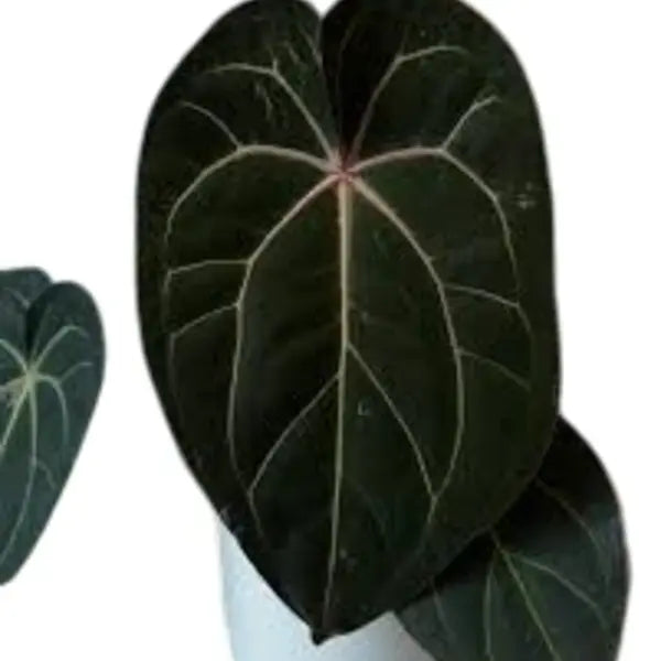 Anthurium RVDP x Docblock