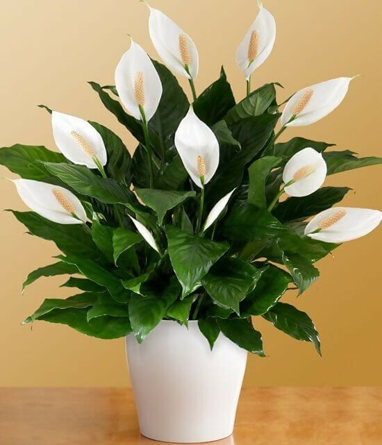 Peace Lily (Spathiphyllum) Bushy Pot