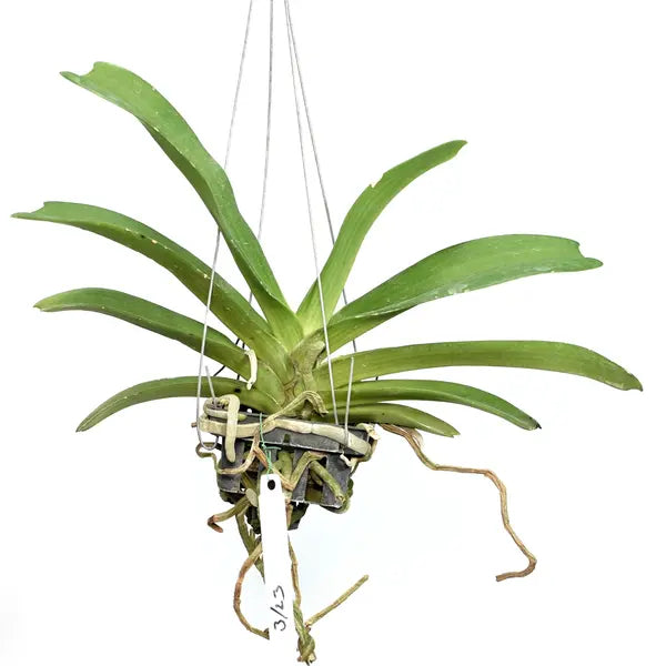 Rhynchostylis (RYS-010)