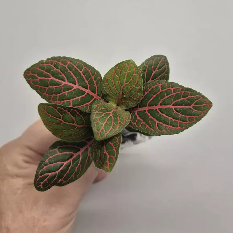 Fittonia - Pink Veined Nerve Plant